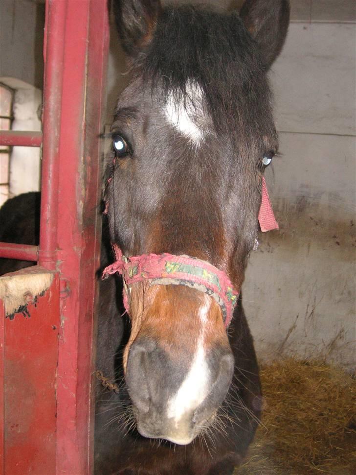 DSP Prins *har reddet* billede 16