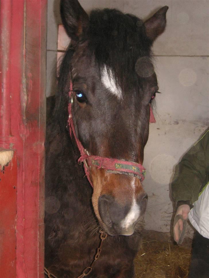 DSP Prins *har reddet* billede 18