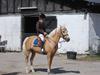 Palomino Imke *Rider* *solgt* [Tidl. hest]