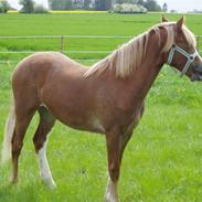 Welsh Cob (sec D) Kildegaards Celine