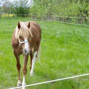 Welsh Cob (sec D) Kildegaards Celine