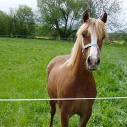 Welsh Cob (sec D) Kildegaards Celine