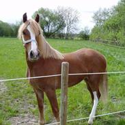 Welsh Cob (sec D) Kildegaards Celine