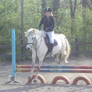 Anden særlig race Zafir