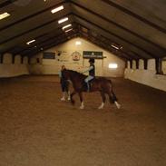 Welsh Cob (sec D) Heymos Chameur