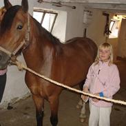 Welsh Cob (sec D) Heymos Chameur
