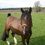Welsh Cob (sec D) Heymos Chameur