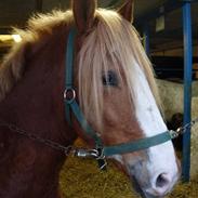 Anden særlig race Whitesox Lillefod (BAL)