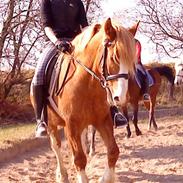 Anden særlig race Whitesox Lillefod (BAL)