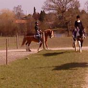 Anden særlig race Whitesox Lillefod (BAL)