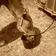 Anden særlig race hannibal