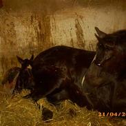 Welsh Partbred (Sec F) Skjaldsbjerg's Papaya R.I.P.