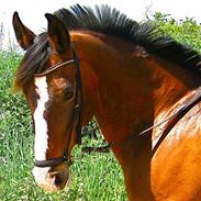 Tysk Oldenburger Otelia Marie Tolouse