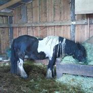 Irish Cob Kiona *Passede*<3