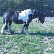 Irish Cob Kiona *Passede*<3