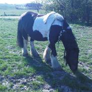 Irish Cob Kiona *Passede*<3