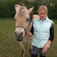 Anden særlig race Filur - Solgt