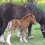 Miniature Thorslunds Zafir