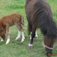 Miniature Thorslunds Zafir