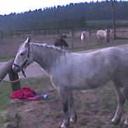 Connemara bolette solgt