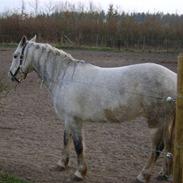 Connemara bolette solgt