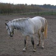 Connemara bolette solgt