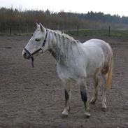 Connemara bolette solgt