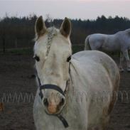 Connemara bolette solgt