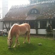 Haflinger Stardust