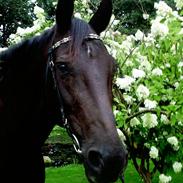 Anden særlig race Donna