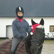 Anden særlig race Donna