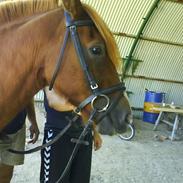 Anden særlig race Bently <3