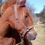 Anden særlig race Bently <3