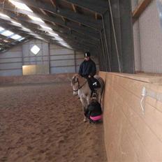 Arabisk fuldblod (OX) Emira Azizah ox ¤Solgt¤