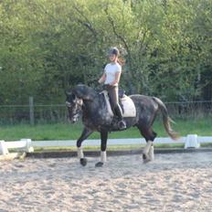 Trakehner Mont Blanc R.I.P.