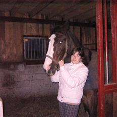 Dansk Varmblod Sandra