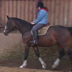 Dansk Varmblod Sandra