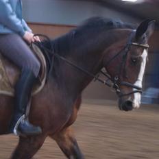 Dansk Varmblod Sandra