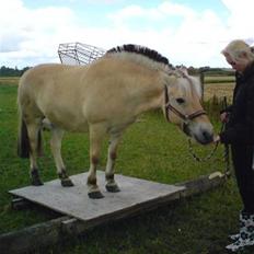 Fjordhest Tulle Tøsen