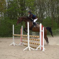 Dansk Varmblod Sawina - AFLIVET R.I.P. 