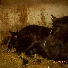 Welsh Partbred (Sec F) Skjaldsbjerg's Papaya R.I.P.
