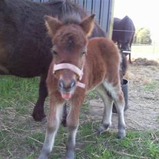 Shetlænder Calina Busk