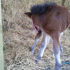 Shetlænder Calina Busk