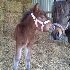 Shetlænder Calina Busk
