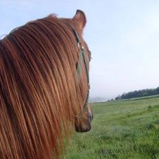 Anden særlig race Kiara