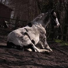 Irish Cob WW Maggie 