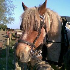 Belgier Rikke  SOLGT
