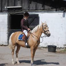 Palomino Imke *Rider* *solgt*