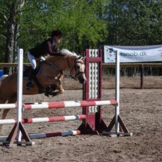 Palomino Imke *Rider* *solgt*