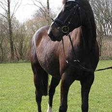 Holstener Don Laurel D'Unique